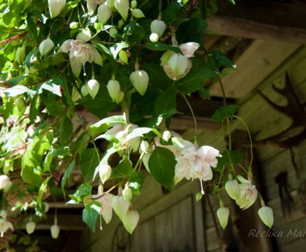 2147_4554_Fuchsia_x_hybrida__Pink_Marshmallow_1.jpg
