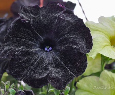 2169_7628_Petunia_Bonnie_Velvet_.JPG