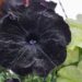 2169_7628_Petunia_Bonnie_Velvet_.JPG