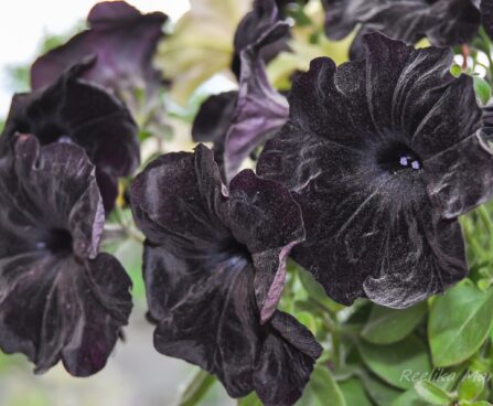 2169_7629_Petunia_Bonnie_Velvet__2.JPG