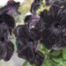 2169_7629_Petunia_Bonnie_Velvet__2.JPG