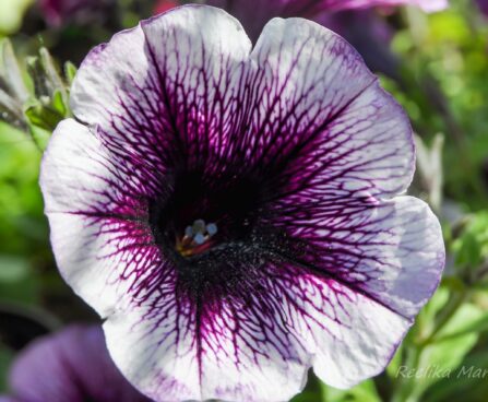 2170_7607_Petunia_Famous_Violet_Dark_Eye__2.JPG