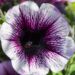 2170_7607_Petunia_Famous_Violet_Dark_Eye__2.JPG