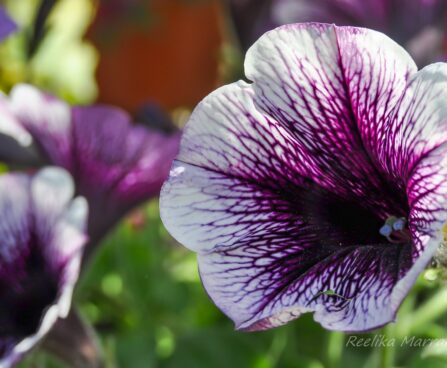 2170_7608_Petunia_Famous_Violet_Dark_Eye_.JPG