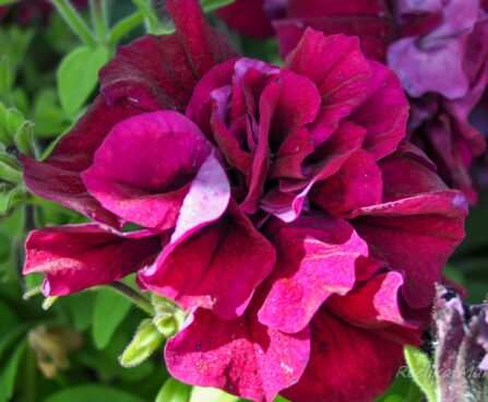 2171_7605_Petunia_Double.JPG