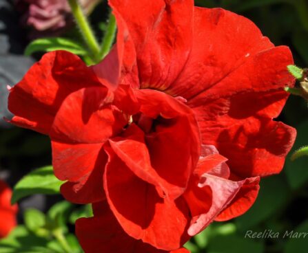 2173_7609_Petunia_SweetSunshine_Red__2.JPG