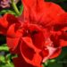 2173_7609_Petunia_SweetSunshine_Red__2.JPG