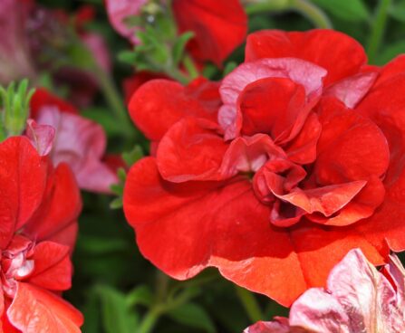 2173_7610_Petunia_SweetSunshine_Red_.JPG
