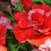 2173_7610_Petunia_SweetSunshine_Red_.JPG