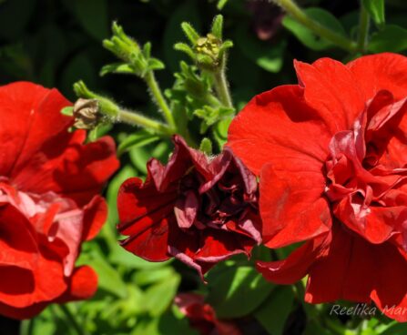 2173_7611_Petunia_SweetSunshine_Red__3.JPG