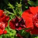 2173_7611_Petunia_SweetSunshine_Red__3.JPG