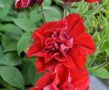 2173_7632_Petunia_SweetSunshine_Red__4.JPG