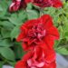 2173_7632_Petunia_SweetSunshine_Red__4.JPG
