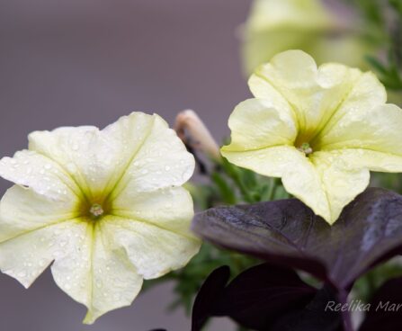 2176_6708_Petunia_solanaceae_Crazytunia_Bitter_Lemon_.JPG