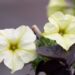 2176_6708_Petunia_solanaceae_Crazytunia_Bitter_Lemon_.JPG