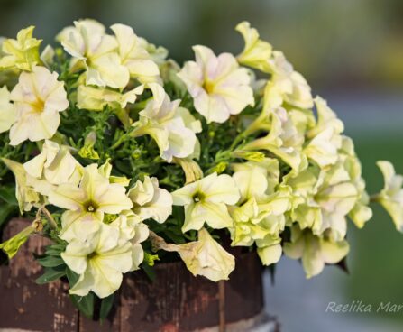 2176_7436_Petunia_solanaceae_Crazytunia_Bitter_Lemon_.JPG