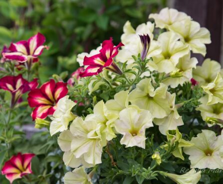 2176_7453_Petunia_solanaceae_Crazytunia_Bitter_Lemon_.JPG