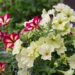 2176_7453_Petunia_solanaceae_Crazytunia_Bitter_Lemon_.JPG