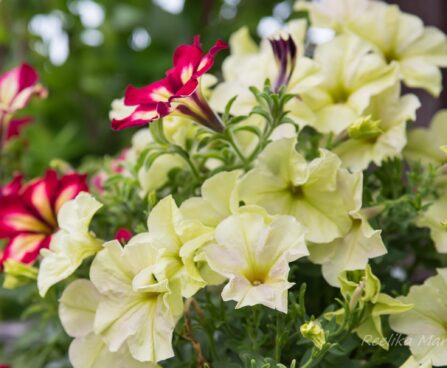 2176_7454_Petunia_solanaceae_Crazytunia_Bitter_Lemon__2.JPG