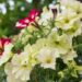 2176_7454_Petunia_solanaceae_Crazytunia_Bitter_Lemon__2.JPG