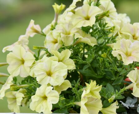 2176_7487_Petunia_solanaceae_Crazytunia_Bitter_Lemon_.JPG