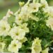 2176_7487_Petunia_solanaceae_Crazytunia_Bitter_Lemon_.JPG