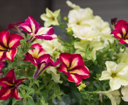2178_7455_Petunia_solanaceae_Crazytunia_Mandeville_.JPG