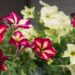 2178_7455_Petunia_solanaceae_Crazytunia_Mandeville_.JPG
