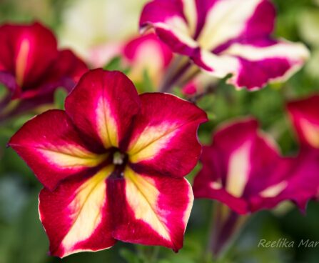 2178_7456_Petunia_solanaceae_Crazytunia_Mandeville__2.JPG