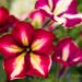 2178_7456_Petunia_solanaceae_Crazytunia_Mandeville__2.JPG