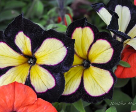 2179_7601_Petunia_solanaceae_Crazytunia_Star_Jubilee.JPG
