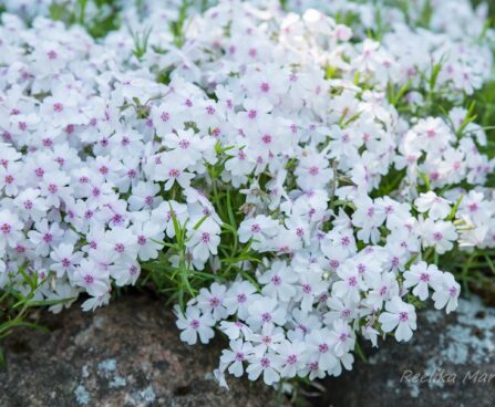 2198_8520_Phlox_subulata_Pharao_Blue_Eye_.JPG