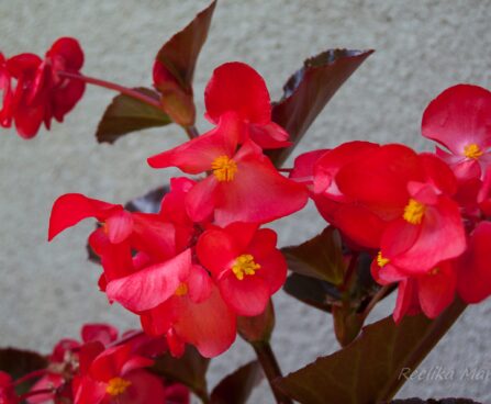 2264_4562_Begonia_x_benariensis__Big_Red_With_Bronze_Leaf_1.jpg