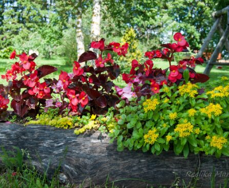 2264_4563_Begonia_x_benariensis__Big_Red_With_Bronze_Leaf_.jpg