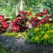 2264_4563_Begonia_x_benariensis__Big_Red_With_Bronze_Leaf_.jpg