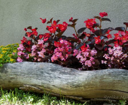2264_4564_Begonia_x_benariensis__Big_Red_With_Bronze_Leaf_2.jpg