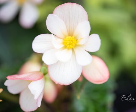 2273_10076_Begonia_boliviensis_Waterfalls_Angel_Soft_Pink_boliivia_begoonia_2.jpg