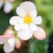 2273_10076_Begonia_boliviensis_Waterfalls_Angel_Soft_Pink_boliivia_begoonia_2.jpg