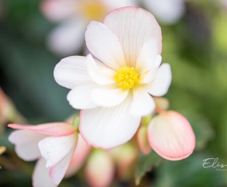 2273_10077_Begonia_boliviensis_Waterfalls_Angel_Soft_Pink_boliivia_begoonia.jpg