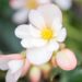 2273_10077_Begonia_boliviensis_Waterfalls_Angel_Soft_Pink_boliivia_begoonia.jpg