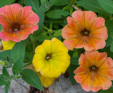 2283_7842_Petunia_Cascadias_Indian_Summer_.JPG