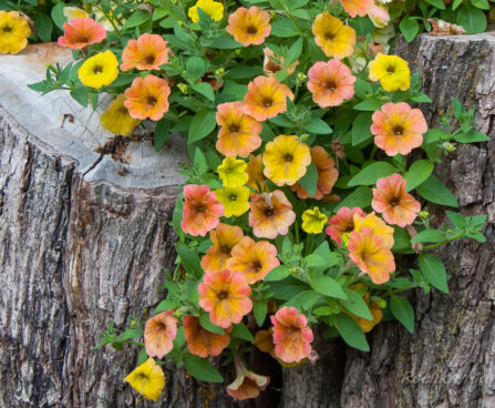 2283_7843_Petunia_Cascadias_Indian_Summer__2.JPG