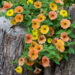 2283_7843_Petunia_Cascadias_Indian_Summer__2.JPG