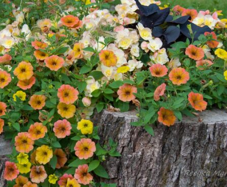 2283_7845_Petunia_Cascadias_Indian_Summer__4.JPG