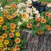 2283_7845_Petunia_Cascadias_Indian_Summer__4.JPG