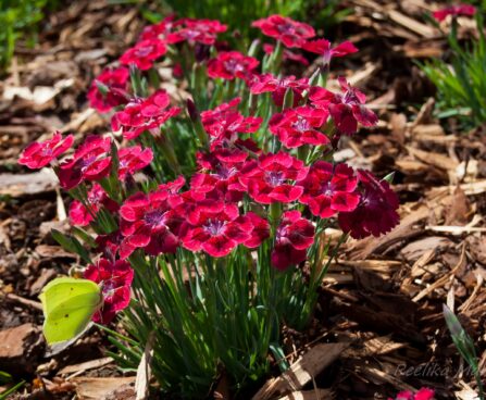 2291_4546_Dianthus_cultivars_Pillow_Red.jpg