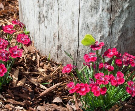 2291_4547_Dianthus_cultivars_Pillow_Red1.jpg