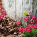 2291_4547_Dianthus_cultivars_Pillow_Red1.jpg