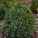 239_6695_Picea_glauca_Alberta_Globe__2.JPG