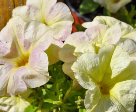 2292_7606_Petunia_cultivars_Bonnie_Pink_Lemonade_.JPG